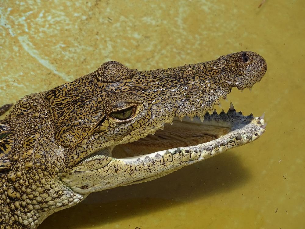 Zoom Auch bei thailändischen Krokodilen sollte man vom Streicheln absehen...