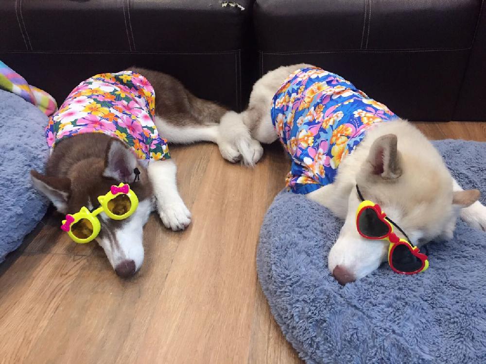 Zoom Selbst die Hundchen bekommen ein Songkran-Outfit