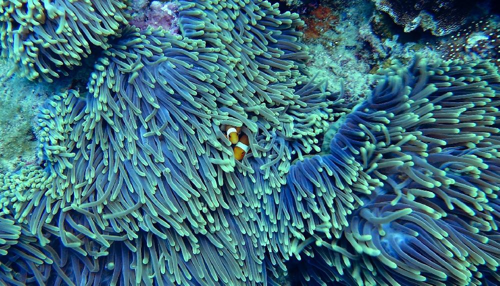 Zoom Anemone Reef