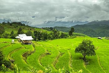 Reis in Thailand: Klebt, duftet, macht schtig