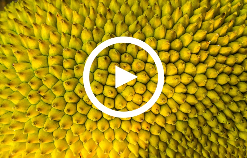 Zum Video Der Weg der Jackfruit