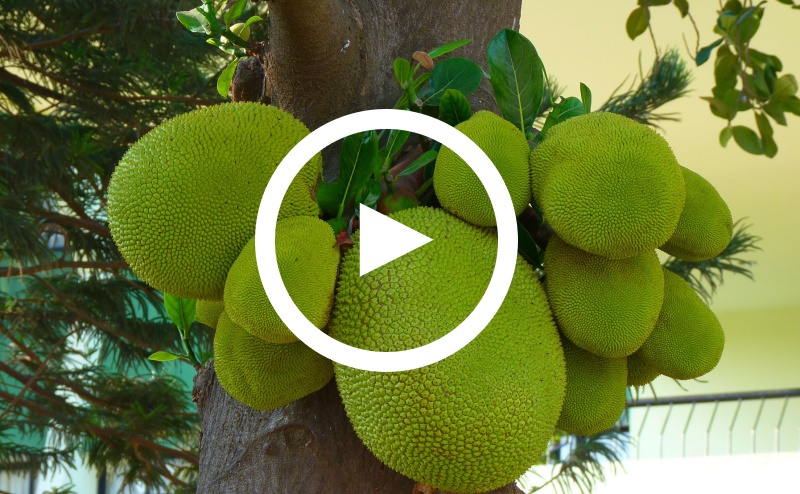 Zum Video Fleisch vs. Jackfruit
