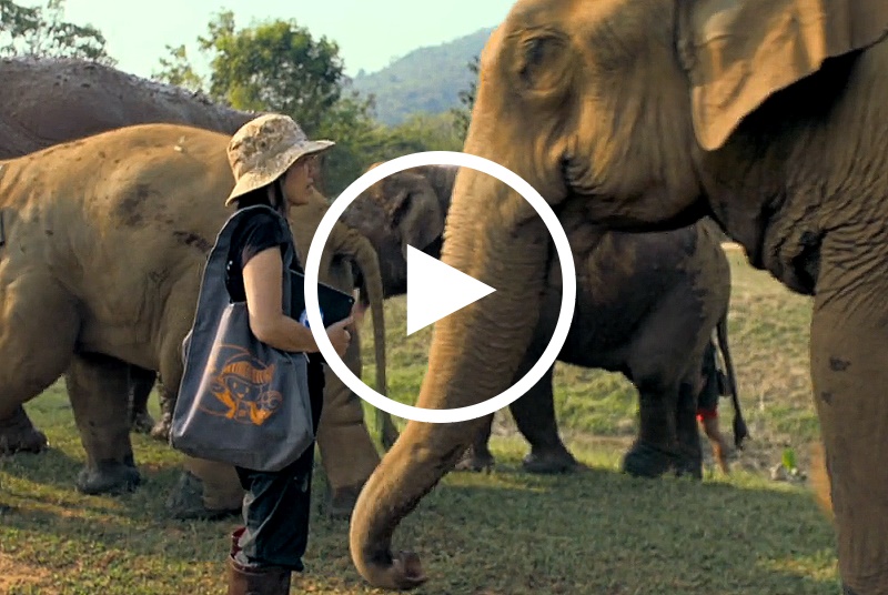 Die Elefantenretterin von Chiang Mai