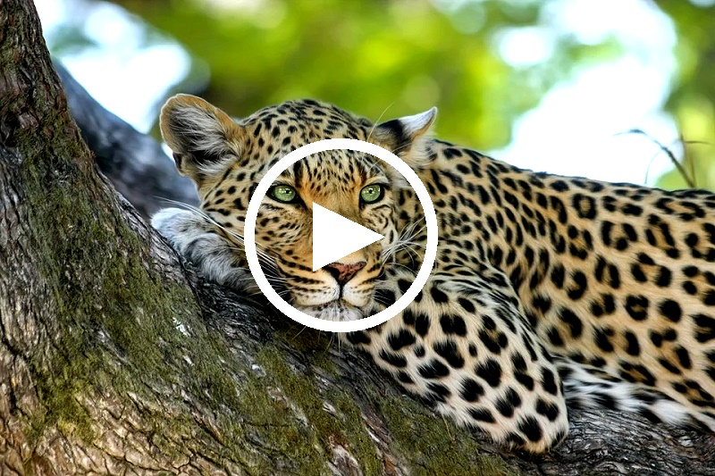 Leopard - Thailands geheimnisvolle Raubkatzen