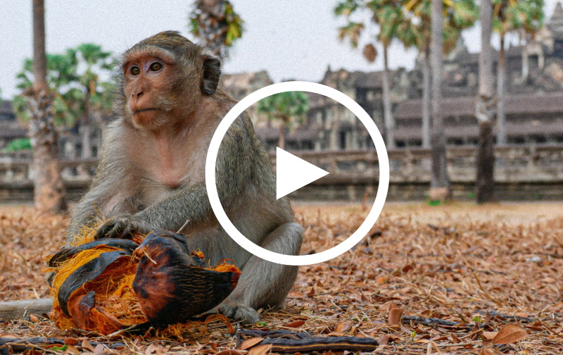 Thailand: Affen als Nutztiere