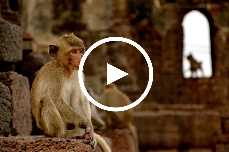 Lopburi - Die Affen sind los!