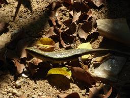 Khao Sok National Park - Bild 13