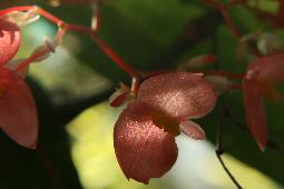 Phu Rua National Park - Bild 1