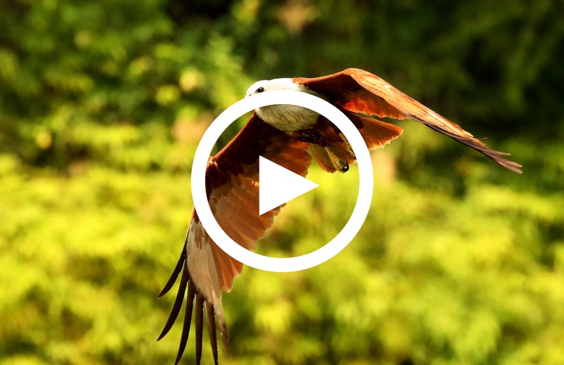 Dokumentation Thailand Play Video Wunderbares Thailand
