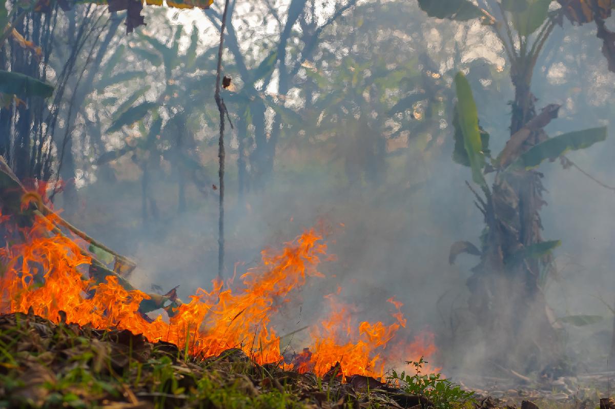 1.290 Beamte zur Prävention von Waldbränden und Brandrodungen - Proaktive Maßnahmen führen zu signifikanter Reduzierung von Waldbränden in Nordthailand Bild 1