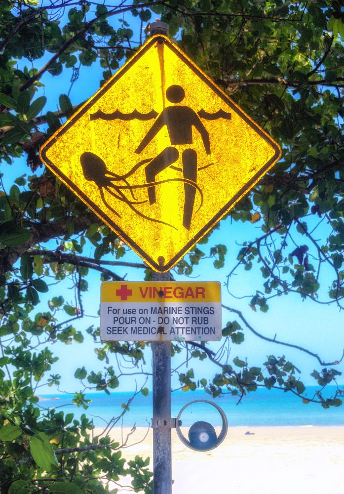 13-Jähriger stirbt nach mutmaßlichem Kontakt mit Würfelqualle - Tragödie am Strand von Sichon - Experten rätseln über ungewöhnlich frühen Vorfall Symbolfoto 1