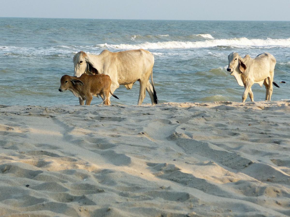 Mehr Kühe als Touristen am Strand
