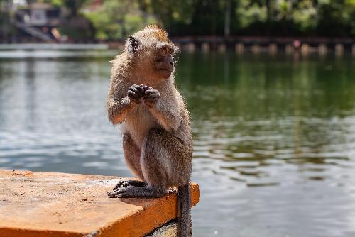 Bild Affen in Thailand - Von wegen wasserscheu!
