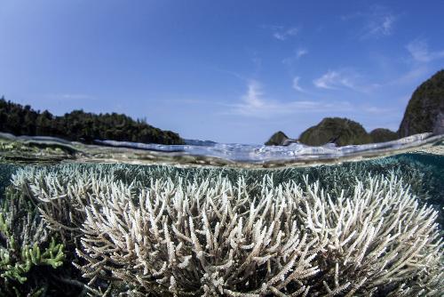 Alarmierende Korallenbleiche in Thailand - Bedrohung mariner kosysteme - Reisenews Thailand - Bild 1