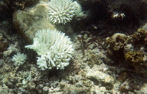 Alarmierende Korallenbleiche in Thailand - Bedrohung mariner kosysteme - Reisenews Thailand - Bild 2