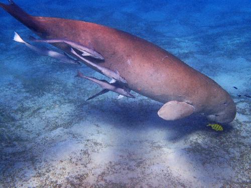 Alarmierender Rckgang - Dugongs in Trang vom Aussterben bedroht - Reisenews Thailand - Bild 2