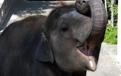 Angeschossenes und schwer verletztes Elefantenbaby - Thailand Blog - Bild 1