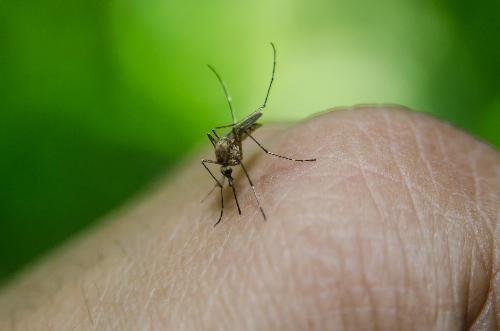 Bild Anstieg der Erkrankungen an Dengue-Fieber