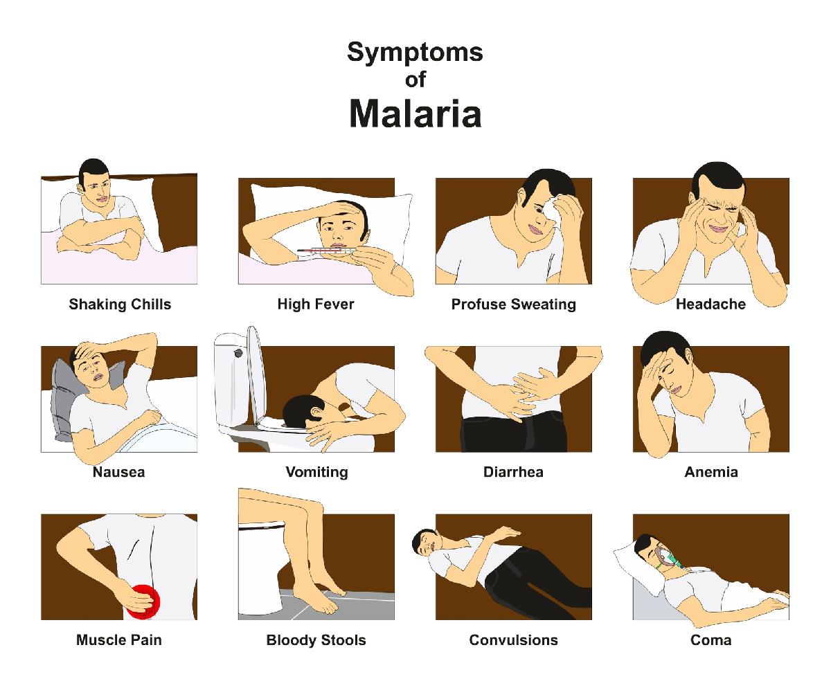 Anzahl neuer Malariafälle steigt rasant an - Behörden warnen Bild 1