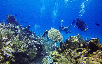 Bild Aufbau neuer Korallengrten in Koh Tao