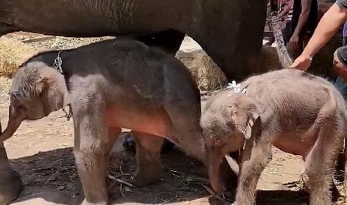 Auergewhnliche Elefantengeburt in Ayutthaya - Reisenews Thailand - Bild 1