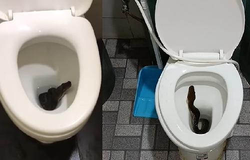 Bild Autschn... Mann von Python in den Allerwertesten gebissen