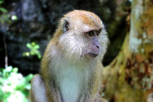 Bild Behörden warnen vor malariaverseuchten Affen