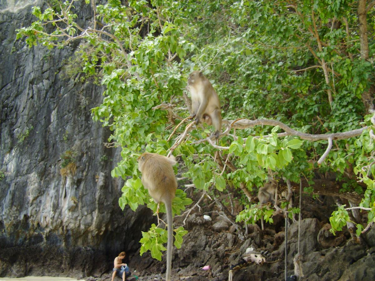 Behörden warnen vor malariaverseuchten Affen - Makaken als Malaria-Überträger in Ranong, Songkhla und Trat Bild 1