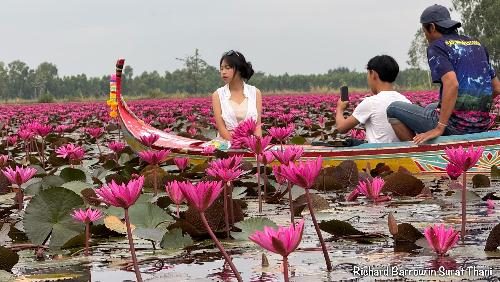 Bezaubernde Lotusblte: Ein Reisebericht von Richard Barrow - Thailand Blog - Bild 1  by Richard Barrow