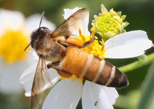 Bild Bienenalarm am Flughafen Khon Kaen