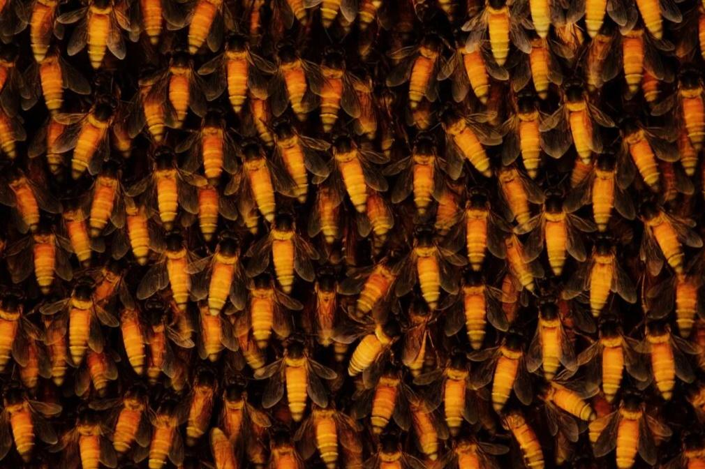 Bienenalarm am Flughafen Khon Kaen - Ein Schwarm von Riesenbienen sorgt für Verspätungen und Verletzte Bild 1