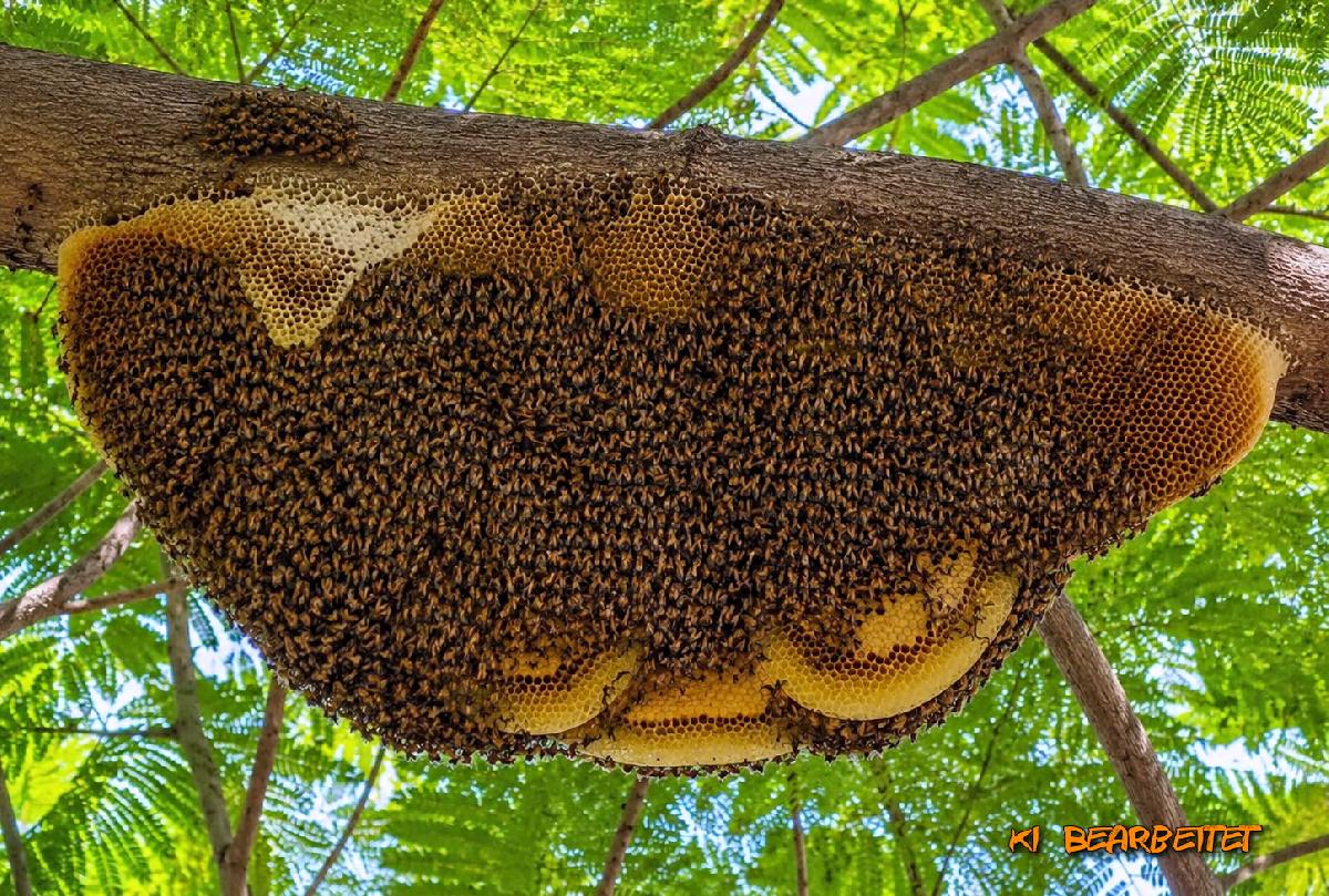 Bienenattacke in Pattaya: 17 Verletzte nach Angriff eines riesigen Schwarms - Ein 1 Meter großes Nest über den Köpfen • Bienenalarm in Bang Lamung Symbolfoto 1