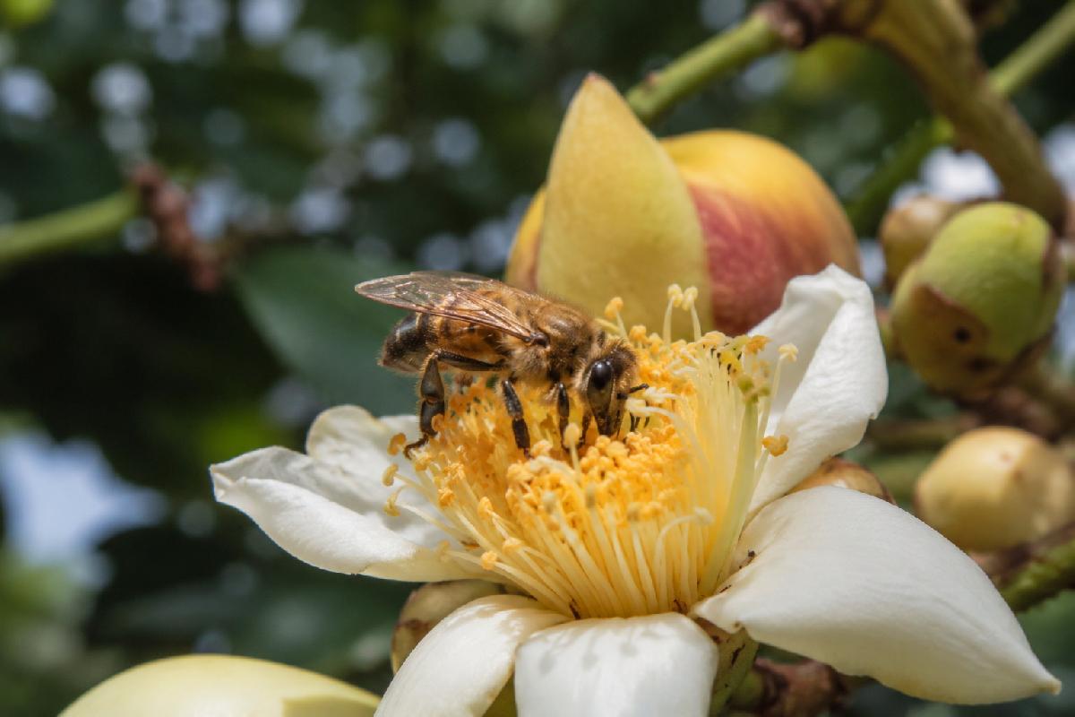 Bienenattacke in Pattaya: 17 Verletzte nach Angriff eines riesigen Schwarms - Ein 1 Meter großes Nest über den Köpfen • Bienenalarm in Bang Lamung Symbolfoto 2