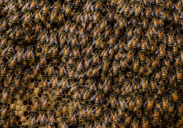 Bienenattacke in Pattaya: 17 Verletzte nach Angriff eines riesigen Schwarms - Ein 1 Meter großes Nest über den Köpfen • Bienenalarm in Bang Lamung Symbolfoto 3