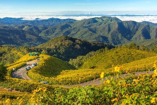 Sonnenblumen in Mae Hong Son - Picture by TAT Thailand