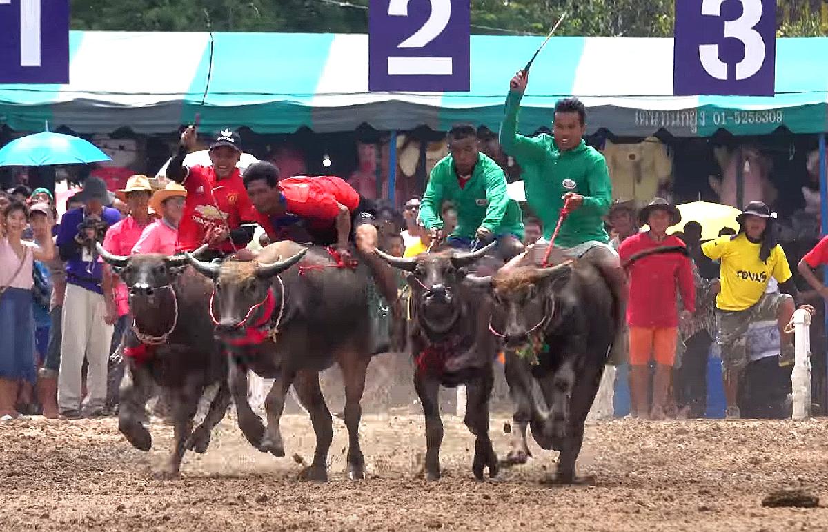 Buffalo Racing Festival Chonburi - Traditionelles, spektakuläres und sehenswertes Büffelrennen Bild 1