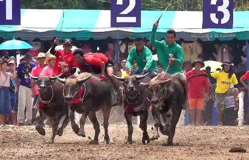 Bild Buffalo Racing Festival Chonburi
