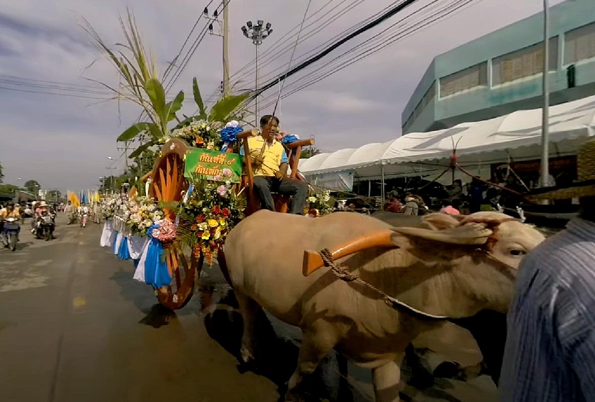Buffalo Racing Festival Chonburi - Traditionelles, spektakuläres und sehenswertes Büffelrennen Bild 2