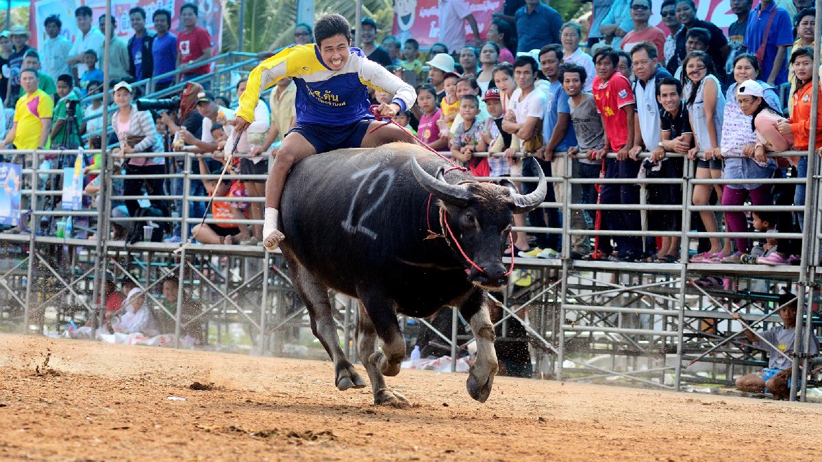 Buffalo Racing Festival Chonburi - Traditionelles, spektakuläres und sehenswertes Büffelrennen Bild 4
