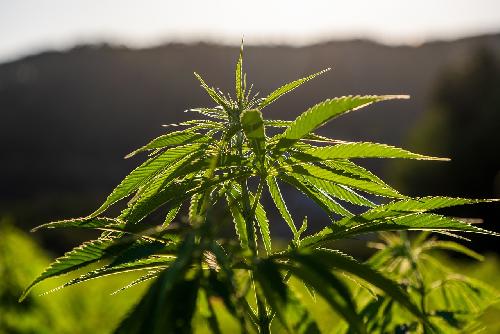 Cannabis-Liberalisierung auf dem Prüfstand: Thailand ringt mit erneutem Verbot - Neuer Gesundheitsminister Somsak Thepsuthin sucht öffentliche Meinung Bild Cannabis-Liberalisierung auf dem Prüfstand: Thailand ringt mit erneutem Verbot