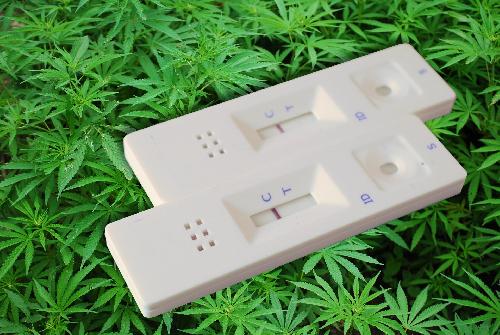 Bild Cannabis Testkits werden ausgegeben