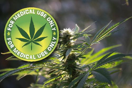 Cannabis zwischen medizinischer Chance und Vorurteilen - Medizinische Erfolge und politische Herausforderungen in Thailand Bild Cannabis zwischen medizinischer Chance und Vorurteilen
