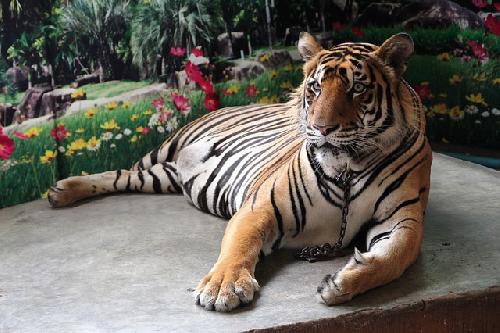 Bild Chiang Ma - 72 Tiger in thail�ndischem Park durch Virus verendet 
