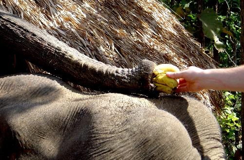 Chiang Mai Elephant Sanctuary in Thailand ausgezeichnet - Reisenews Thailand - Bild 1