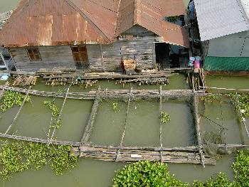 Covid-Ausbruch durch die Fischereiindustrie - Reisenews Thailand - Bild 2