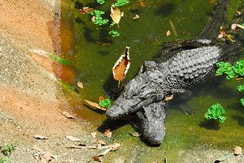 Bild Das groe Fressen - Krokodilfarm in Bangkok