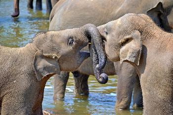 Der Elefantenflüsterer - Thailand Blog - Bild 1