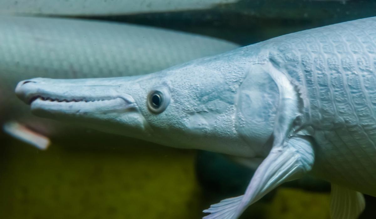 Der Fang deines Lebens - Monsterfische lauern in Phang Nga - 180-Kilo-Giganten, urzeitliche Raubfische und ein Angelabenteuer zwischen Thailands spektakulären Kalksteinfelsen Symbolfoto 5