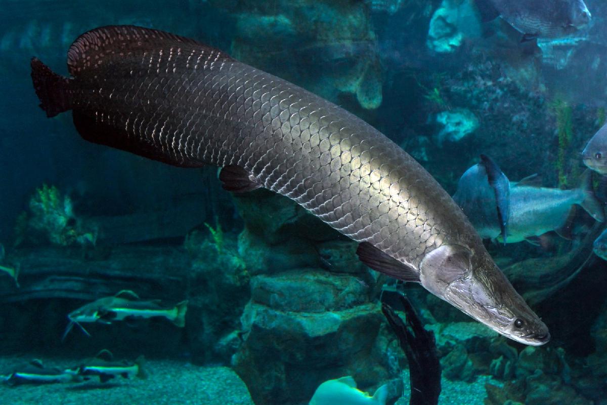 Der Fang deines Lebens - Monsterfische lauern in Phang Nga - 180-Kilo-Giganten, urzeitliche Raubfische und ein Angelabenteuer zwischen Thailands spektakulären Kalksteinfelsen Symbolfoto 6