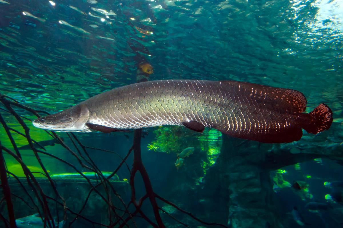 Der Fang deines Lebens - Monsterfische lauern in Phang Nga - 180-Kilo-Giganten, urzeitliche Raubfische und ein Angelabenteuer zwischen Thailands spektakulären Kalksteinfelsen Symbolfoto 7